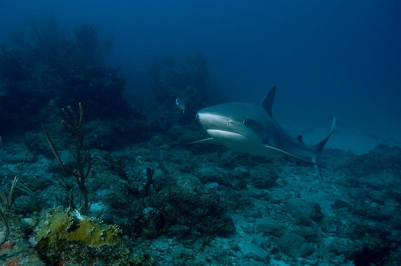 St Martin shark hotel 20 aout 2010_69.jpg
